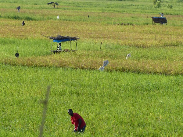 guinea-bissau-fields